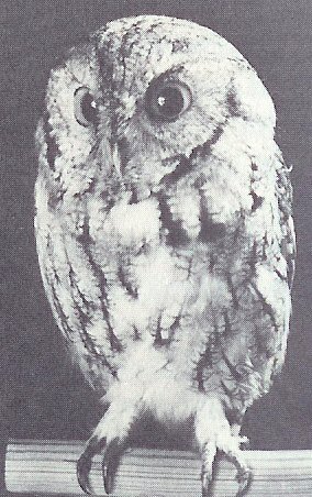 Maxwell's Owl